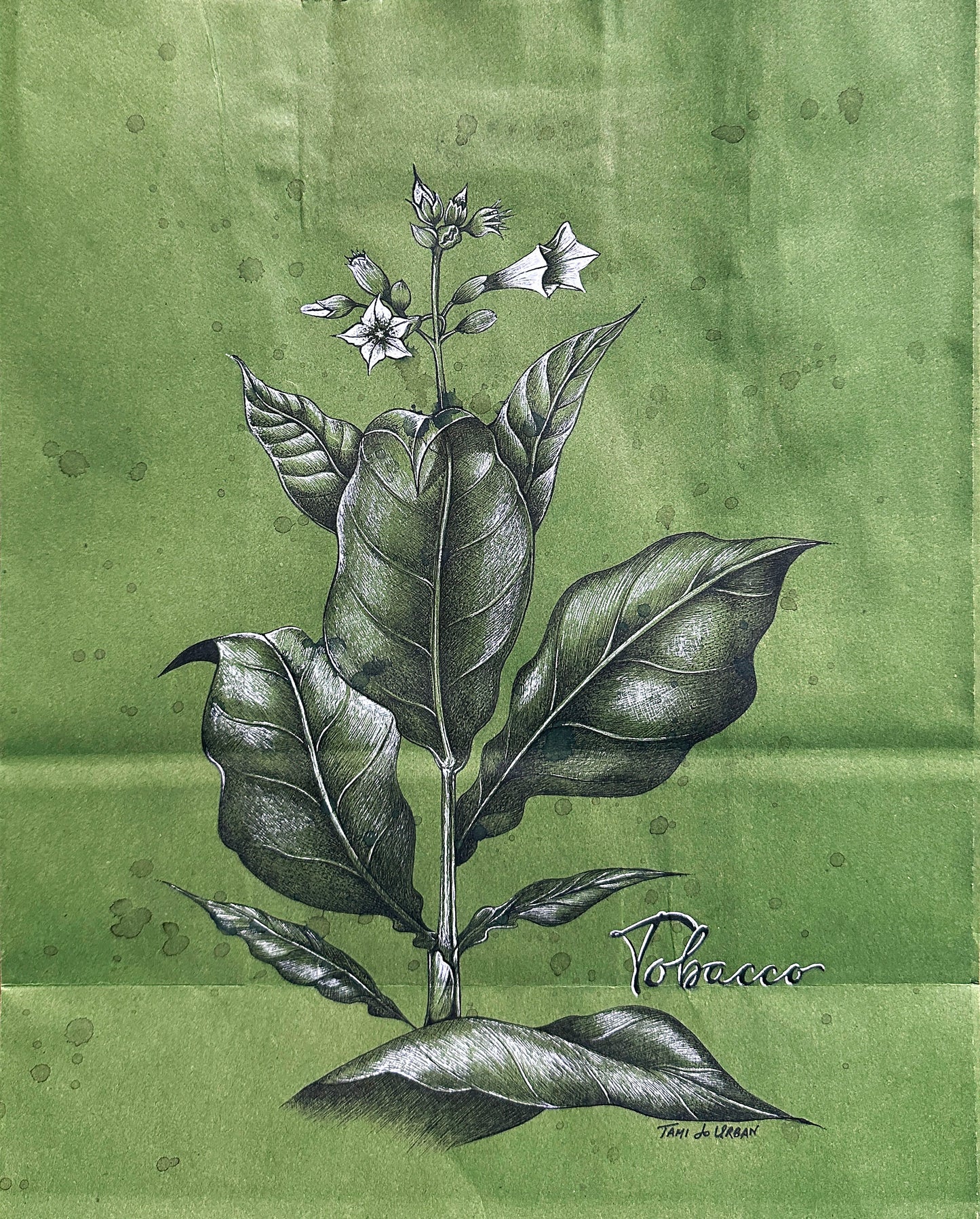 Puro's Cigar Tobacco Plant