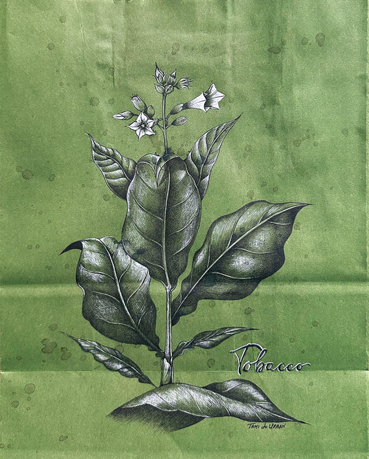 Puro's Cigar Tobacco Plant