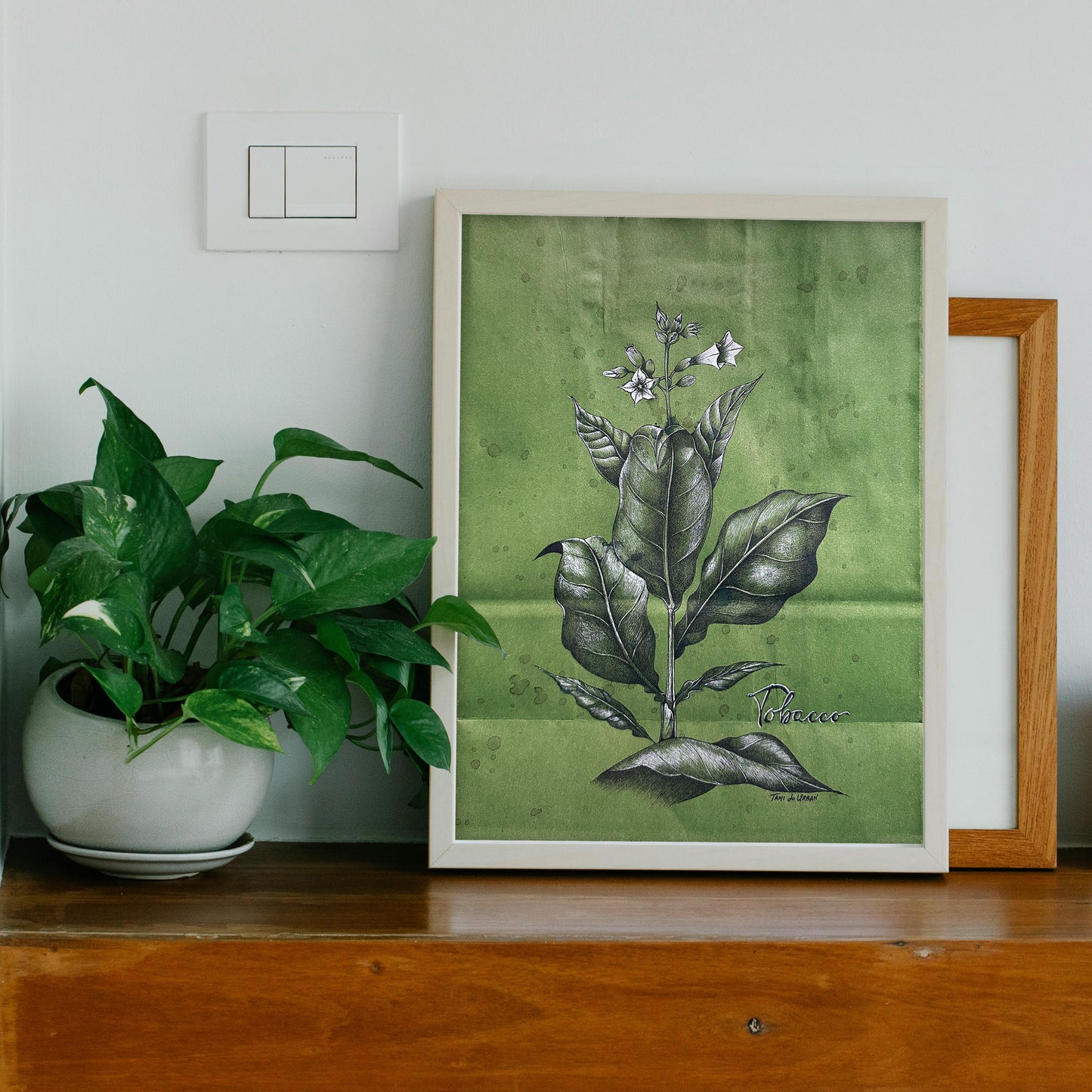 Puro's Cigar Tobacco Plant